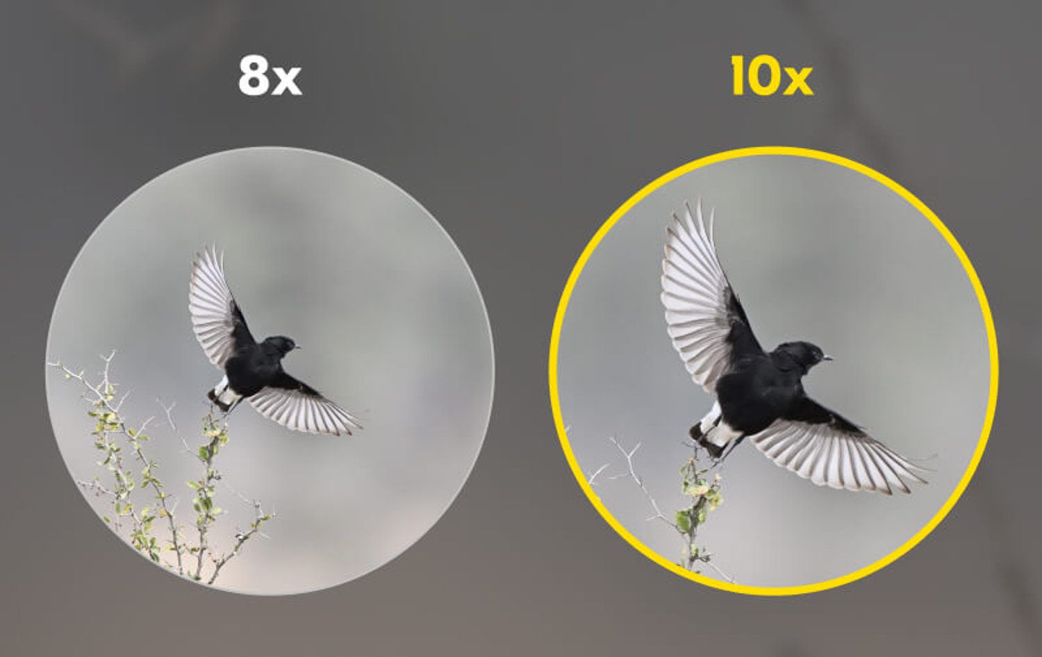 ampliación de 10x